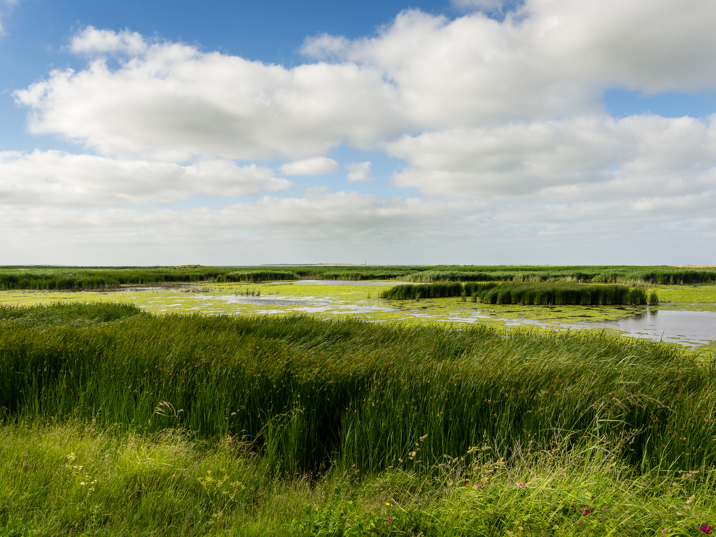 Vogelschutzgebiet bei Schillig, Südnordsee