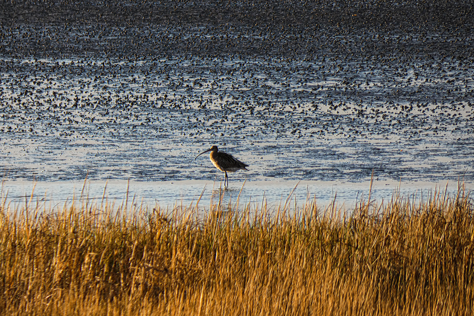 vogelschutzgebiet cuxhaven