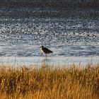 vogelschutzgebiet cuxhaven