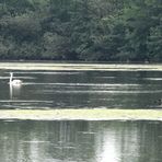 Vogelschutzgebiet Hemmoor ......