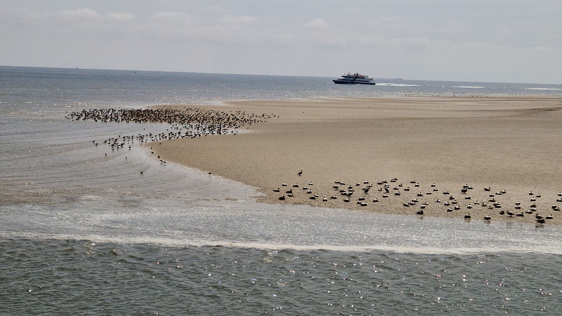 Vogelschutzgebiet in amrum 