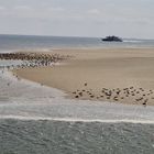 Vogelschutzgebiet in amrum 