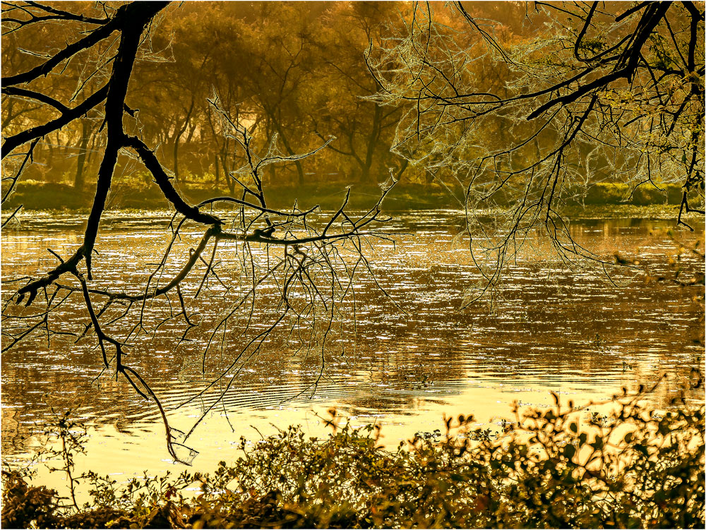 Vogelschutzgebiet "Keoladev Ghana" in Bharatpur (Indien)