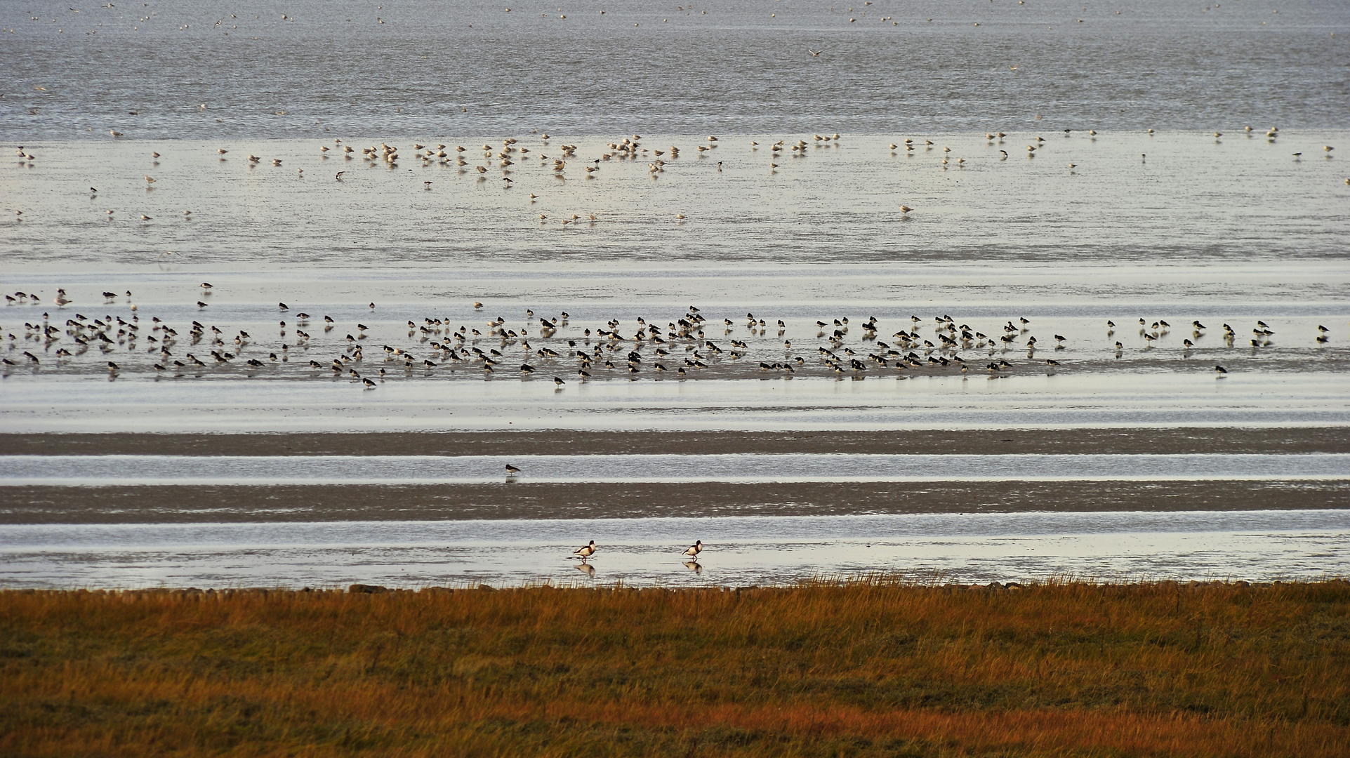 Vogelschwärme auf den Wattflächen vor Cuxhaven