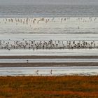 Vogelschwärme auf den Wattflächen vor Cuxhaven
