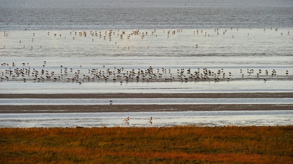 Vogelschwärme auf den Wattflächen vor Cuxhaven