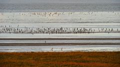 Vogelschwärme auf den Wattflächen vor Cuxhaven