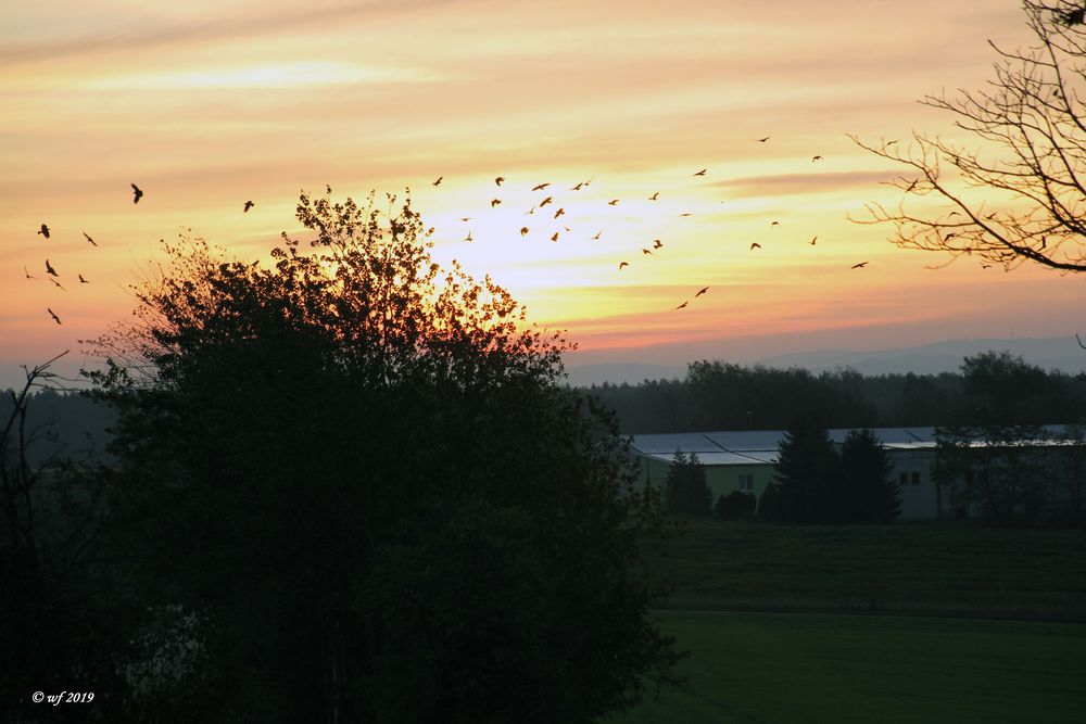 Vogelschwärme im Sonnenlicht