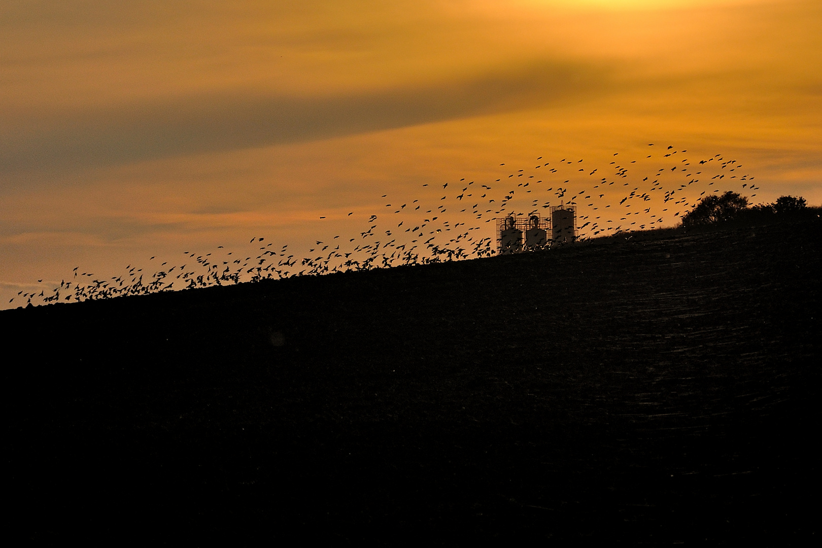 Vogelschwarm