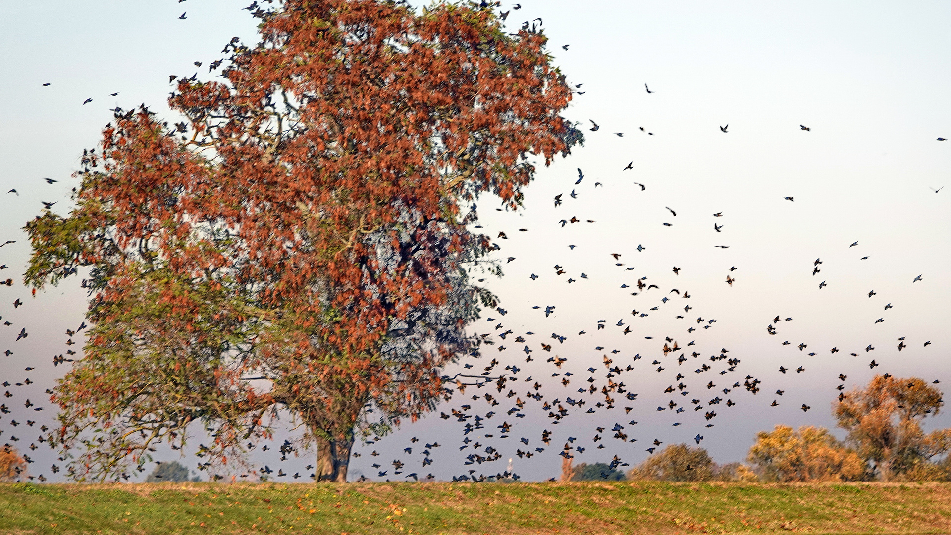 Vogelschwarm