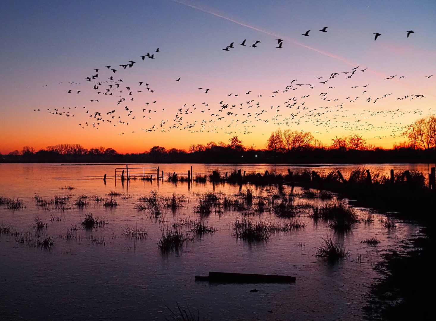 Vogelschwarm am Abend