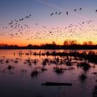 Vogelschwarm am Abend