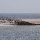 Vogelschwarm am Kniep auf Amrum