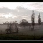 Vogelschwarm am Morgen