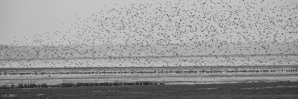 Vogelschwarm am Watt auf Sylt