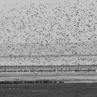 Vogelschwarm am Watt auf Sylt