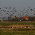 Vogelschwarm an der Nordsee