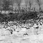 Vogelschwarm auf der Niers