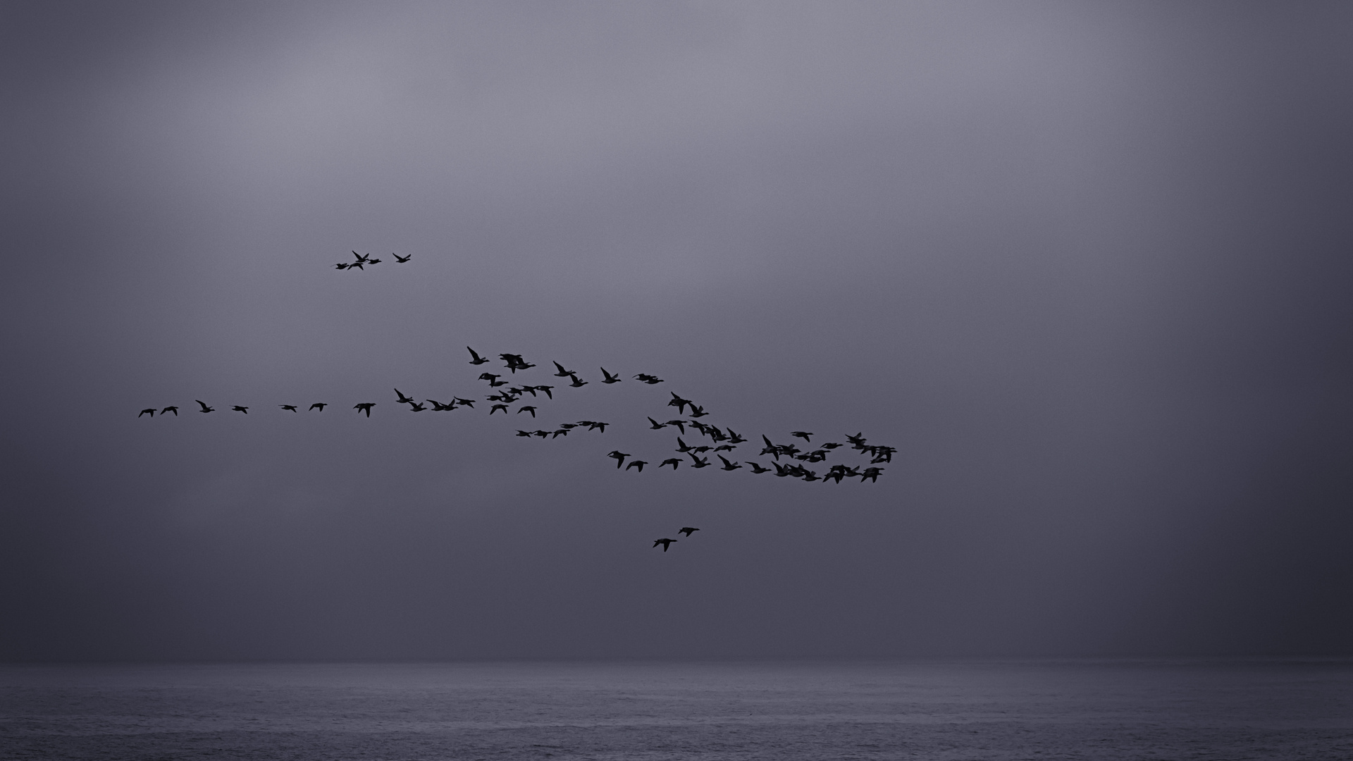 Vogelschwarm bei Londrangar (Snæfellsnes - Halbinsel)