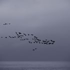 Vogelschwarm bei Londrangar (Snæfellsnes - Halbinsel)