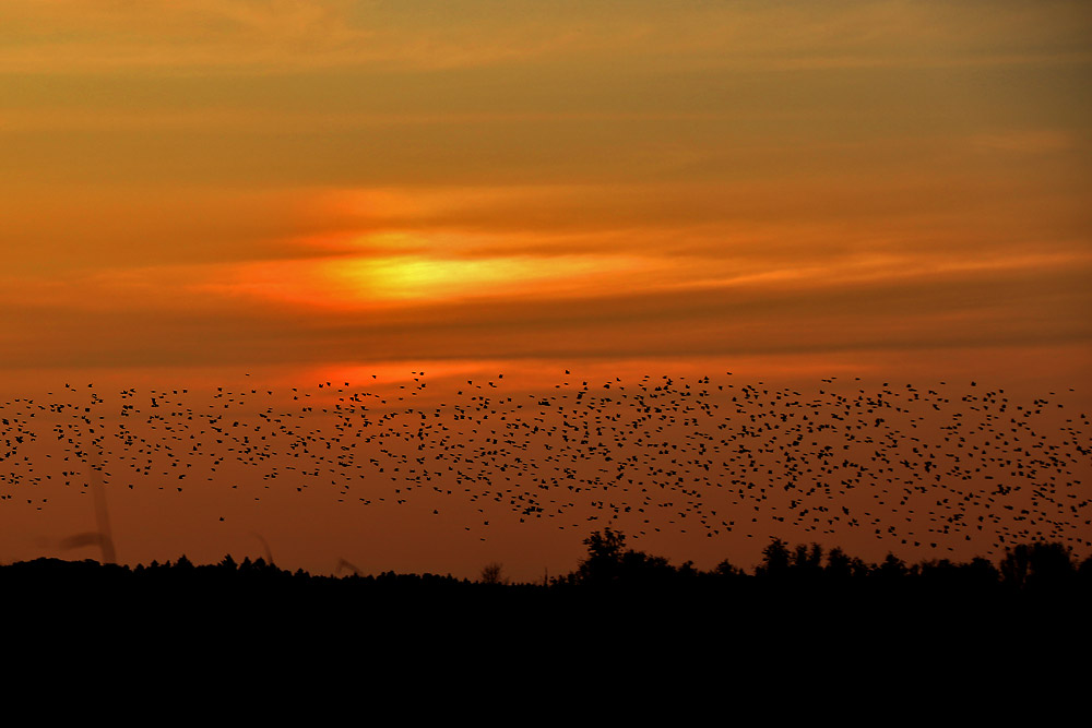 Vogelschwarm beim Einflug ins Schilf