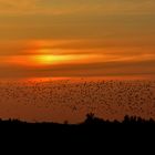 Vogelschwarm beim Einflug ins Schilf