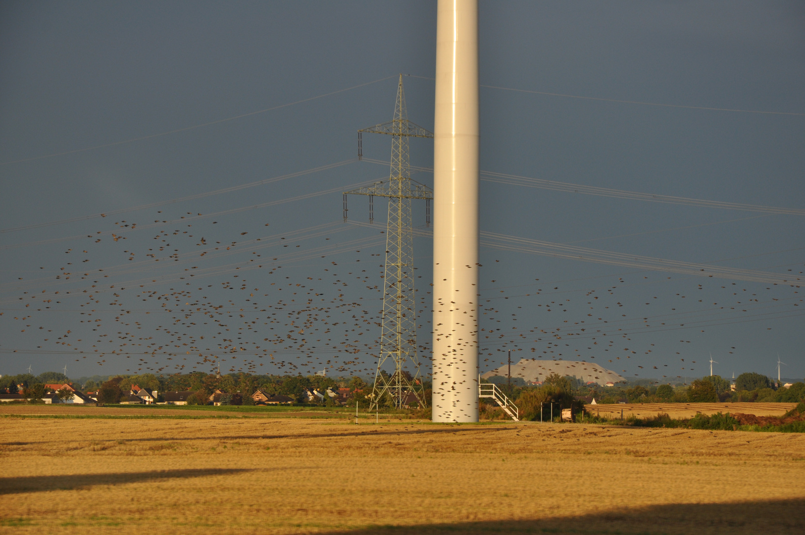 Vogelschwarm