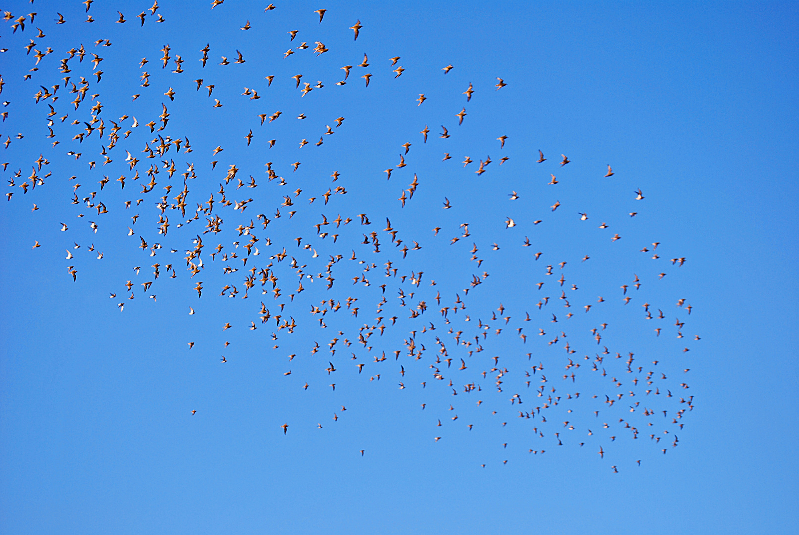 Vogelschwarm...