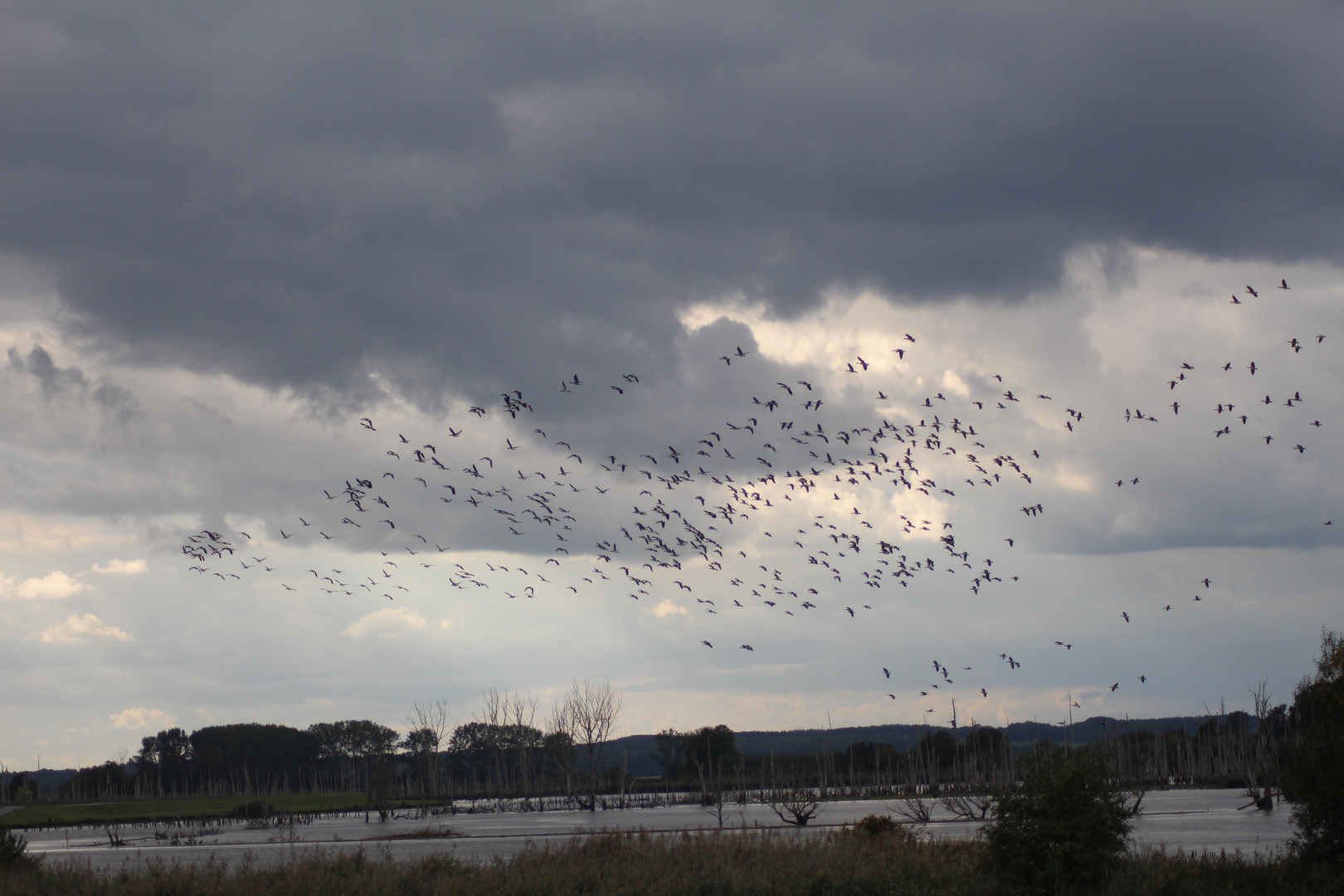 Vogelschwarm