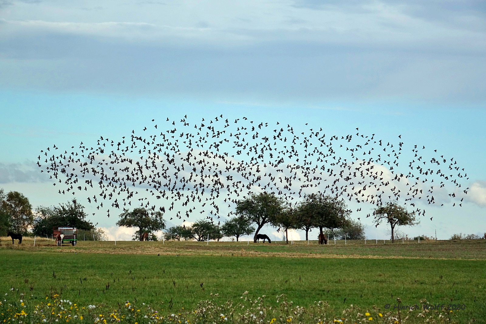 Vogelschwarm