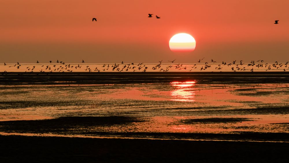 Vogelschwarm im letzten Sonnenlicht