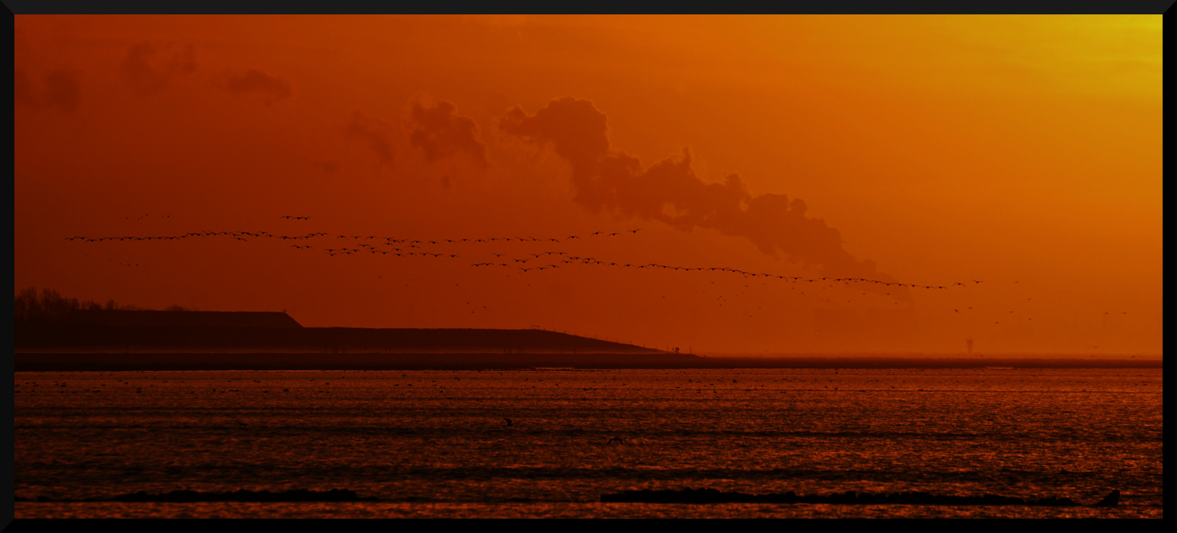 Vogelschwarm im Sonnenuntergang