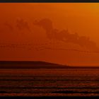 Vogelschwarm im Sonnenuntergang