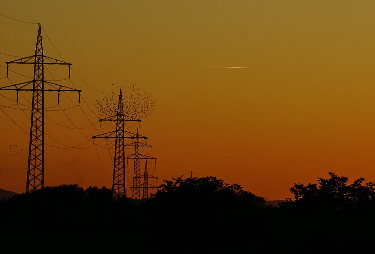 Vogelschwarm im Sonnenuntergang 