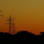 Vogelschwarm im Sonnenuntergang 