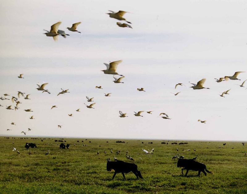 Vogelschwarm in der Migration