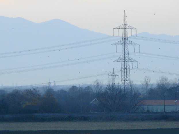 Vogelschwarm in der Rheinebene