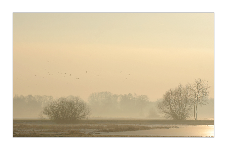 Vogelschwarm in eisiger Morgenluft