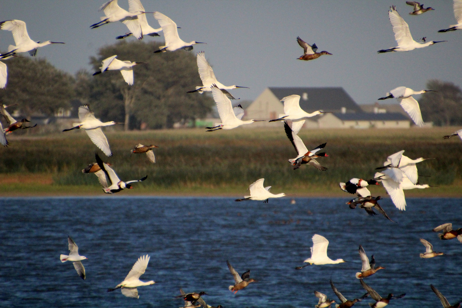 Vogelschwarm in Nordfriesland