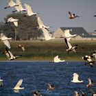 Vogelschwarm in Nordfriesland