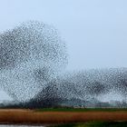 Vogelschwarm - Stare - Dänemark - Nationalpark Vadehavet