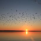 Vogelschwarm über dem Müritzer See