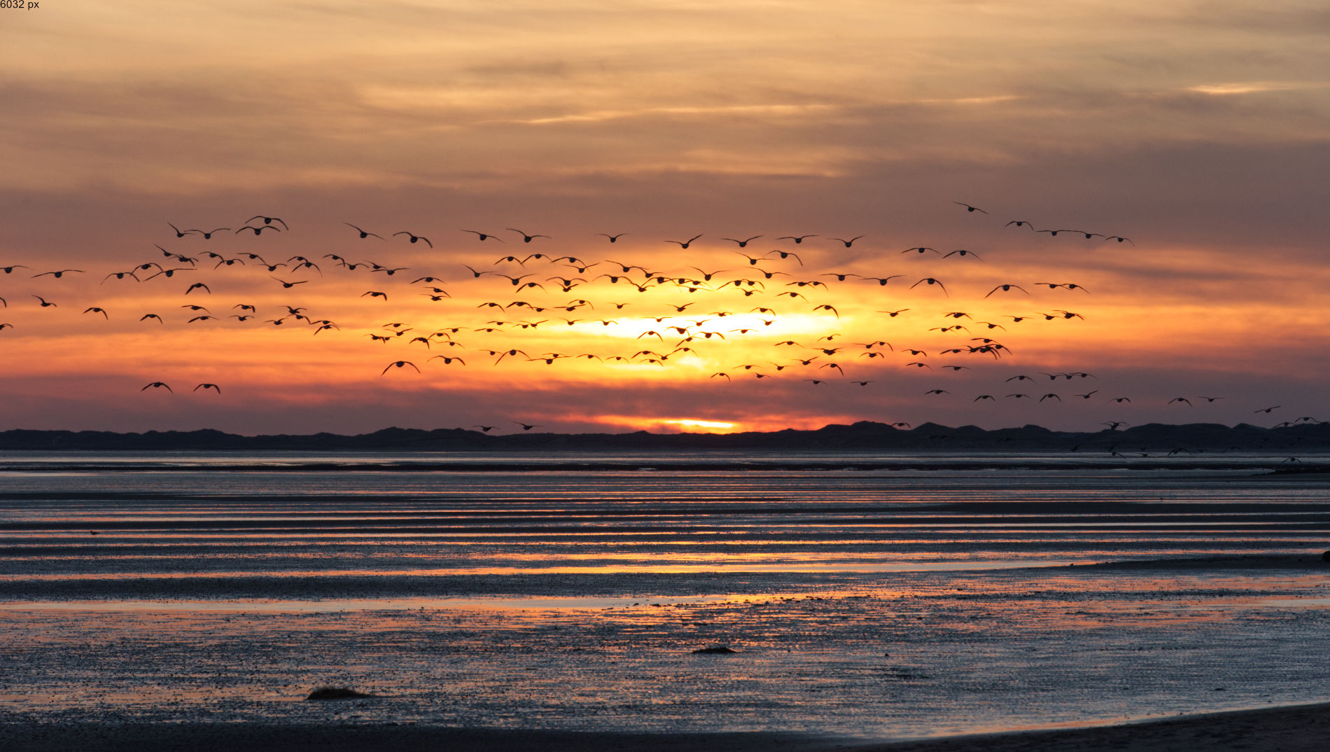 Vogelschwarm über dem Watt