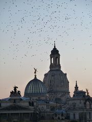 Vogelschwarm über Dresden