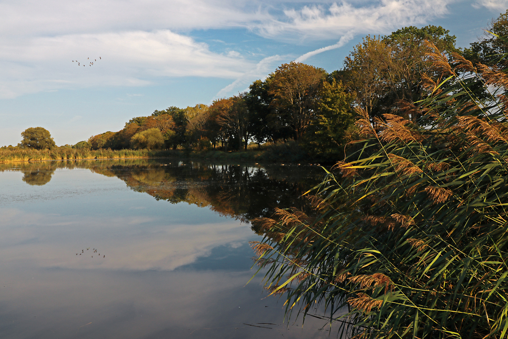 Vogelschwarm überm Wasser