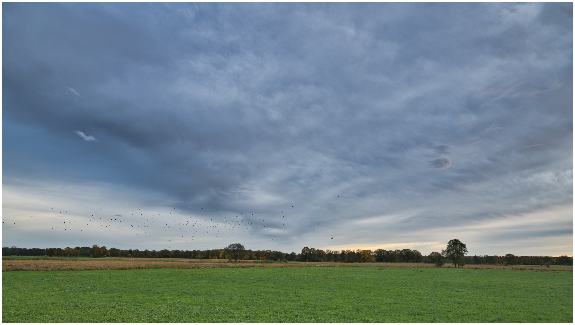 Vogelschwarm und grauer Himmel