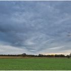 Vogelschwarm und grauer Himmel