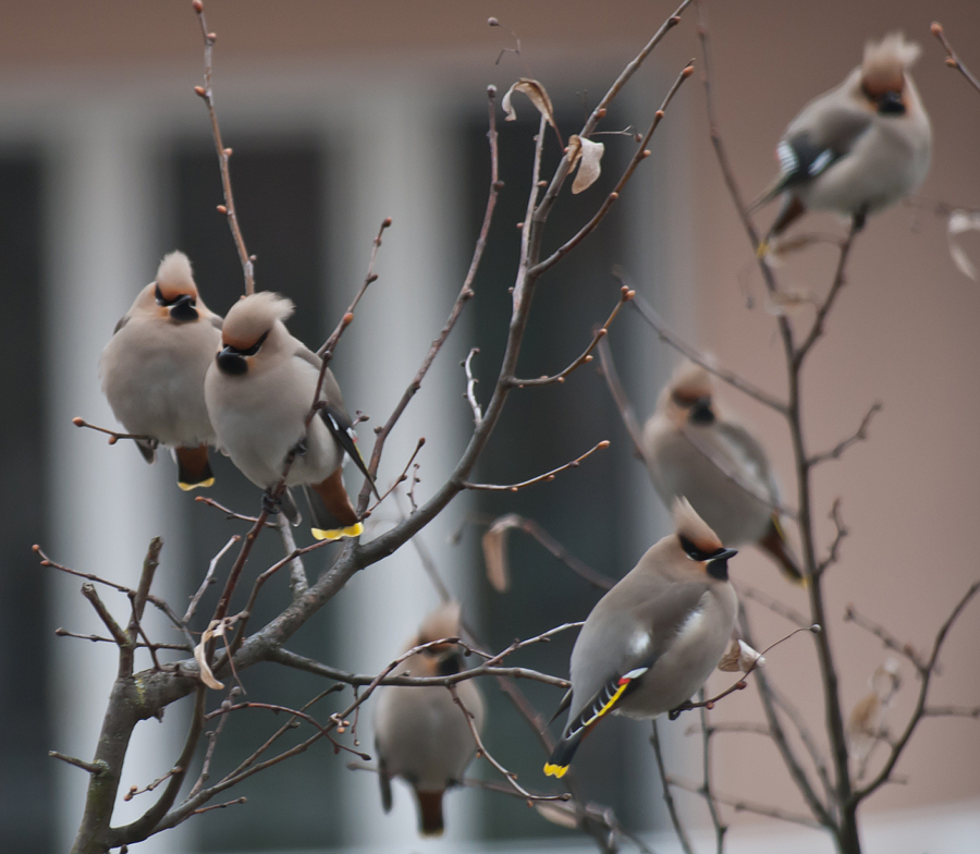 Vogelschwarm vor dem Fenster