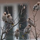 Vogelschwarm vor dem Fenster