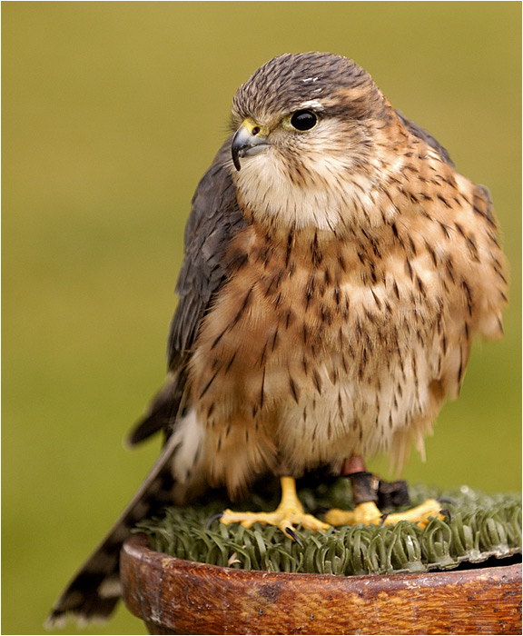 Vogelshow in Stirling